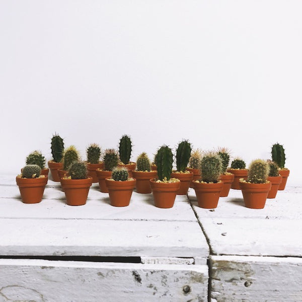 Mini Cactus Gifting Box of 20