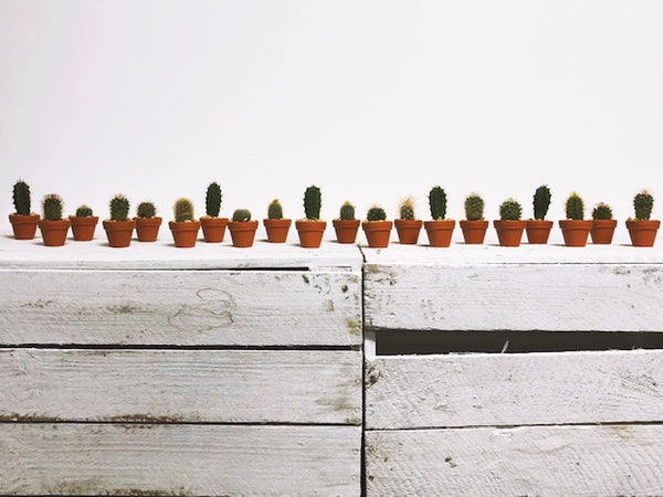 Mini Cactus Gifting Box of 20