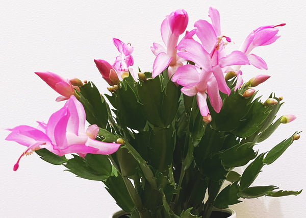 Schlumbergera