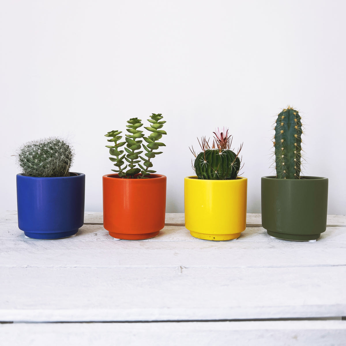 marrakesh succulent Marrakesh – Barry The Cactus