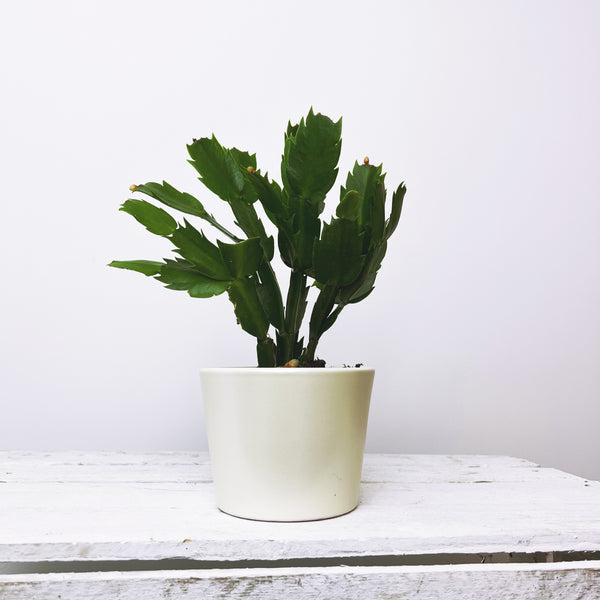 Schlumbergera