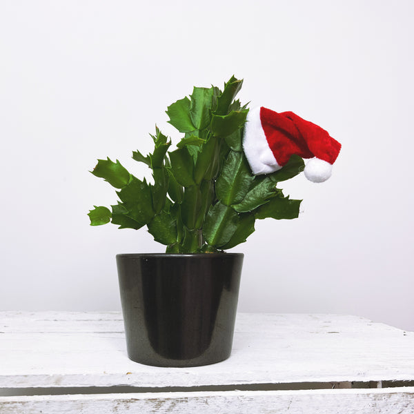 Schlumbergera