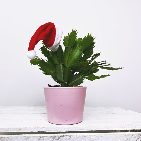 Schlumbergera
