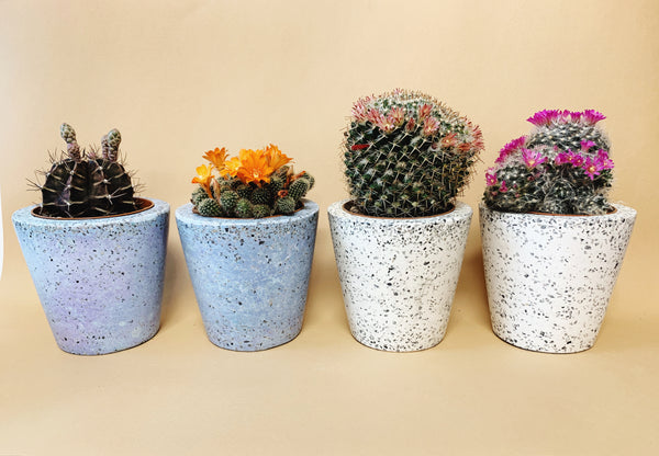 Terrazzo