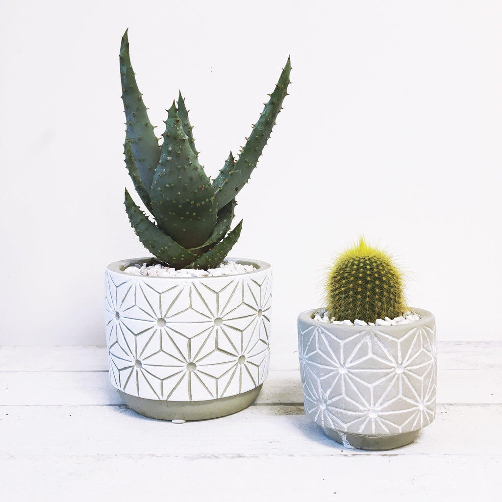 top dressing for succulents Barry's Top Dressing Gravel – Barry The Cactus