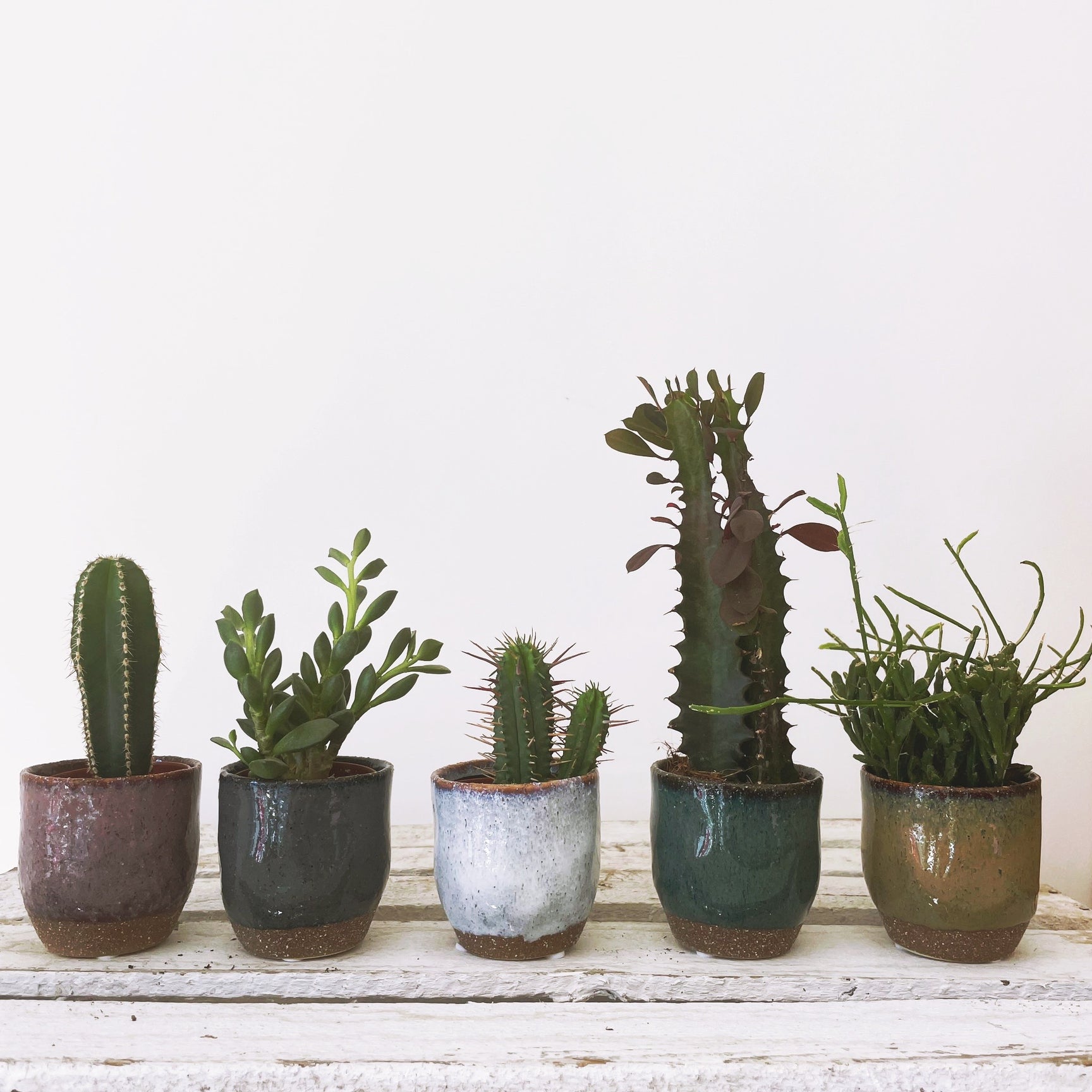 Cactus and Succulent Food Barry The Cactus