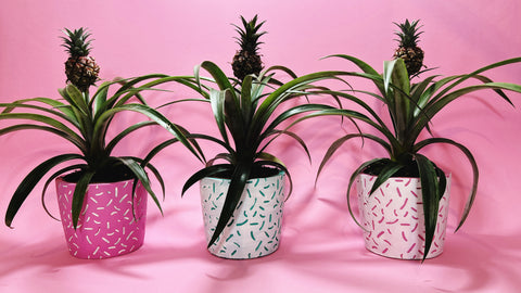 Piña Pineapple Plant