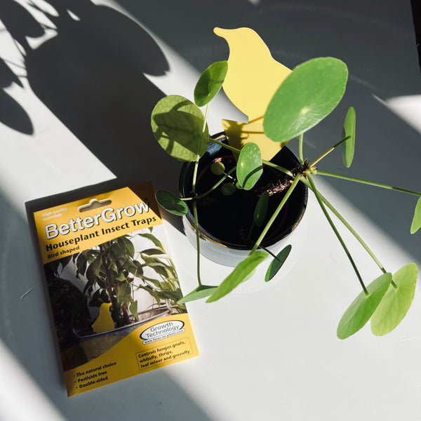 Houseplant Insect Traps