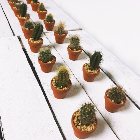 Mini Cactus Gifting Box of 20