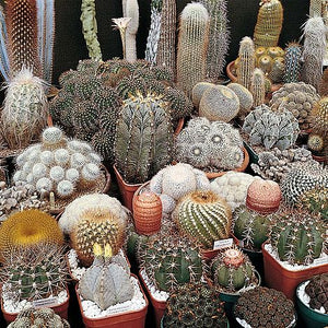 Cactus Seed Mix