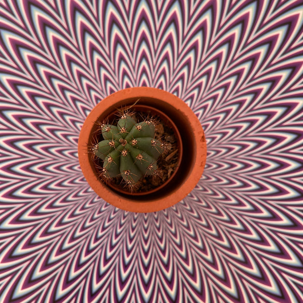 San Pedro - Psychedelic Cactus