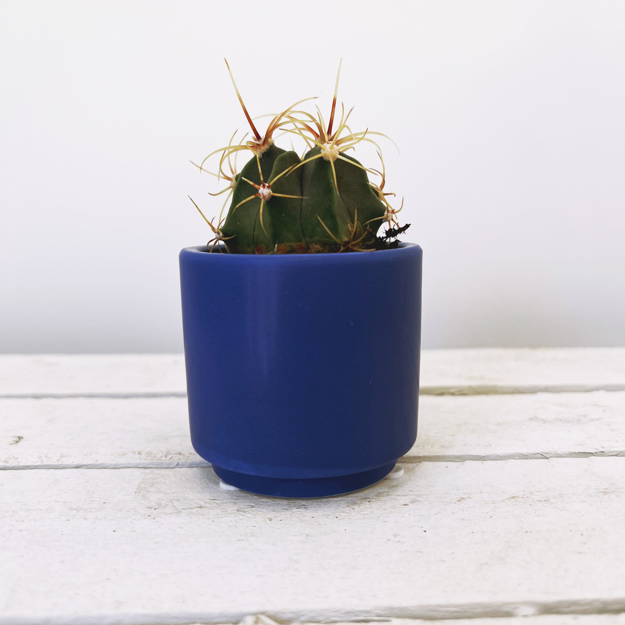 marrakesh succulent Marrakesh – Barry The Cactus