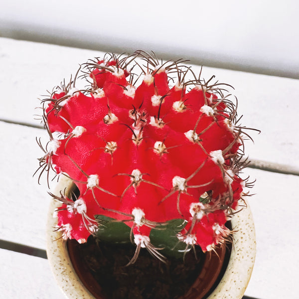 Red Moon Cactus