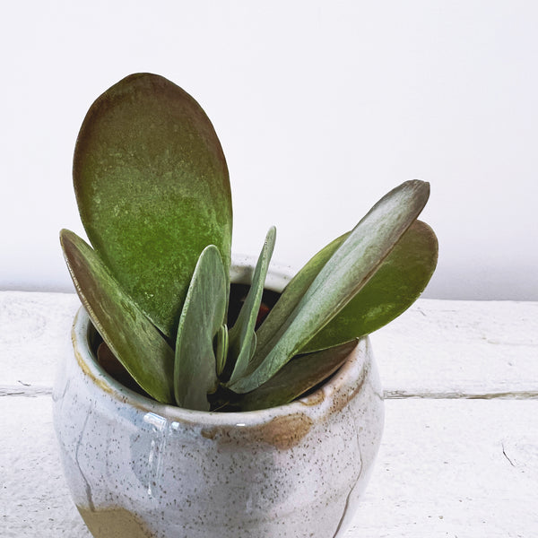 Red Lips Plant